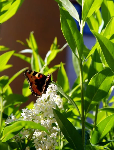 Güzel, mliticolor kelebeği Aglais urticae yakın çekim