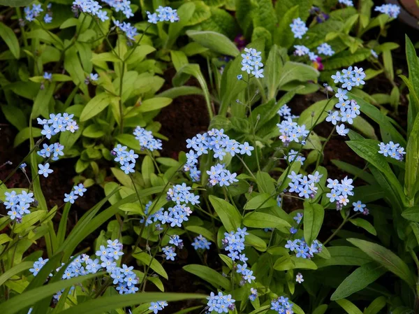 Flores Bonitas Pequenas Esquecer Não Planta Perto — Fotografia de Stock