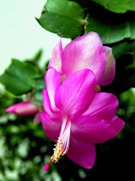 Hübsche Rosa Blüten Der Sukkulente Epiphyllum Aus Nächster Nähe — Stockfoto