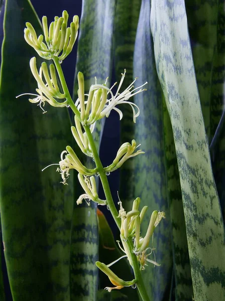 Bonito Branco Pequenas Flores Sansevieria Vaso Planta Perto — Fotografia de Stock