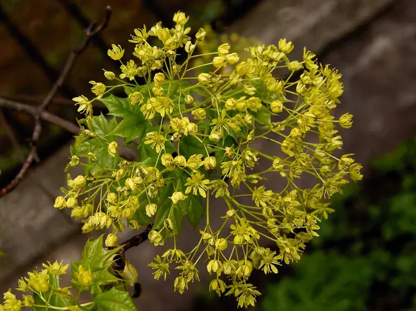 Gula Små Blommor Lönn Träd Våren — Stockfoto