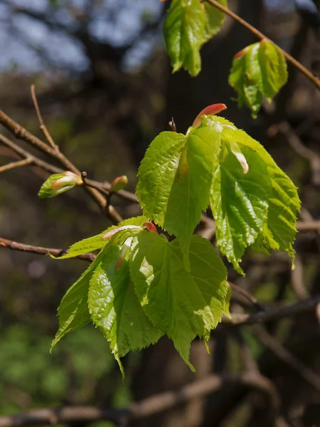 Lind Träd Med Växande Färska Blad Våren — Stockfoto