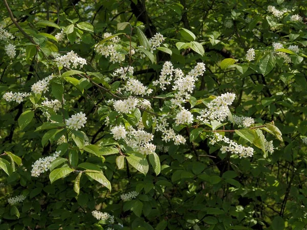 Siyah kirazdan beyaz çiçekler - Prunus cerotina ağacı baharda