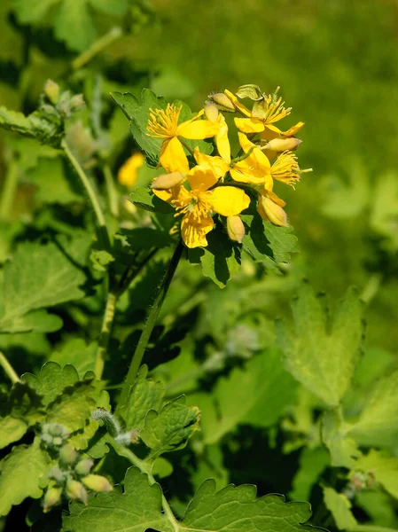Çeltik bitkisinin sarı çiçekleri.