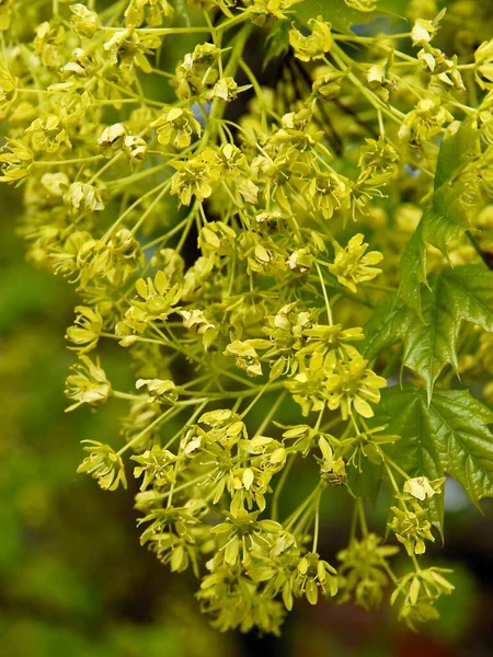 Yellow Small Flowers Maple Tree Spring — Foto Stock
