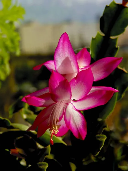 Красивые Розовые Цветы Epiphyllum Сочного Растения Крупным Планом — стоковое фото