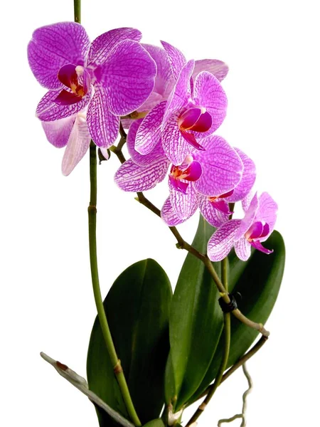 Purple Flowers Orchid Phalaenopsis Tropical Plant Isolated — Stock Photo, Image