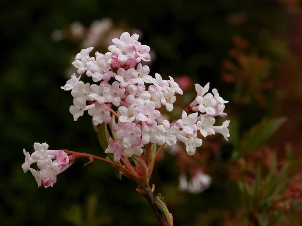 Viburnum Farreri Viburnum Bodnantense Cluster Pink Flowers Close — 스톡 사진