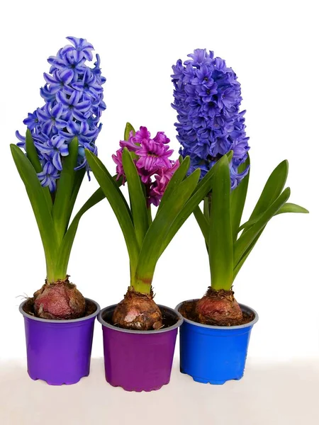 Pretty Purple Hyacinth Flowers Close — Stock Photo, Image