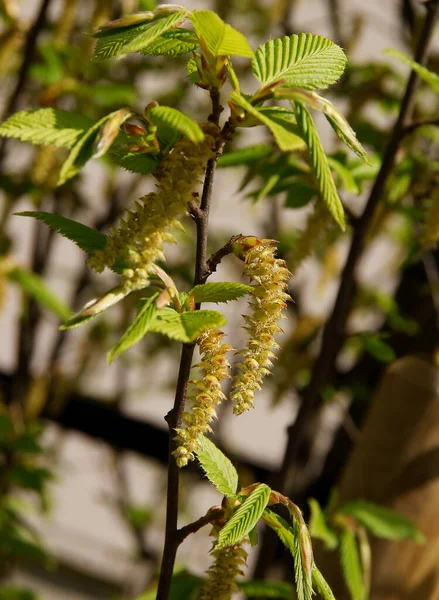 Hornbeam Tree Catkins Bloom Spring Close — Fotografia de Stock