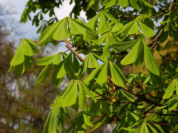板栗树 有绿叶和白花的鹰嘴豆 — 图库照片