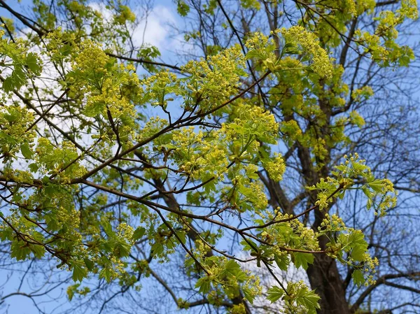 Yellow Small Flowers Maple Tree Spring — Photo