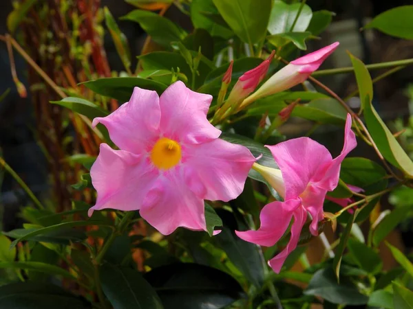 Pretty Pink Flowers Climbing Plant Mandeville — Zdjęcie stockowe