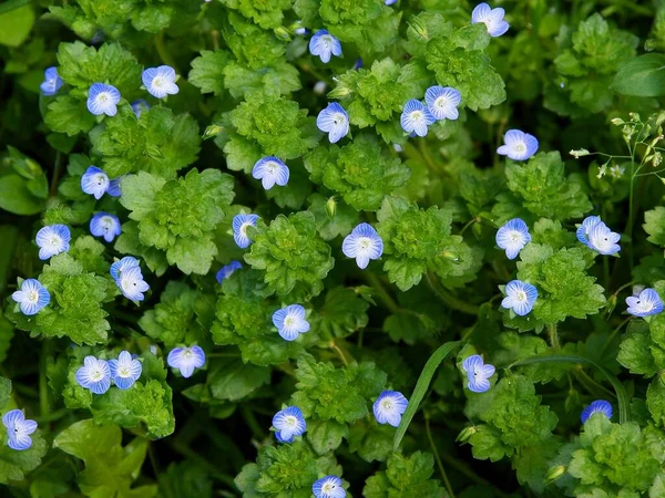 Blaue Blüten Der Veronica Chamaedrys Pflanze Frühling — Stockfoto