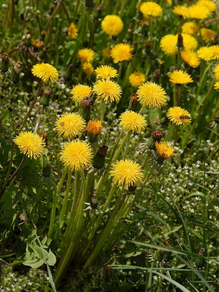 Gele Bloemen Van Paardebloemen Weide Het Voorjaar — Stockfoto