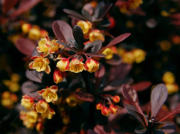 Small Yellow Flowers Berberis Bush Spring Close — Fotografia de Stock