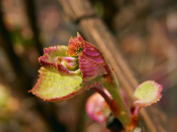 Creeper Aristolochia Macrophylla Birthwort Growing Leaves Flowers Macro — Stock Photo, Image