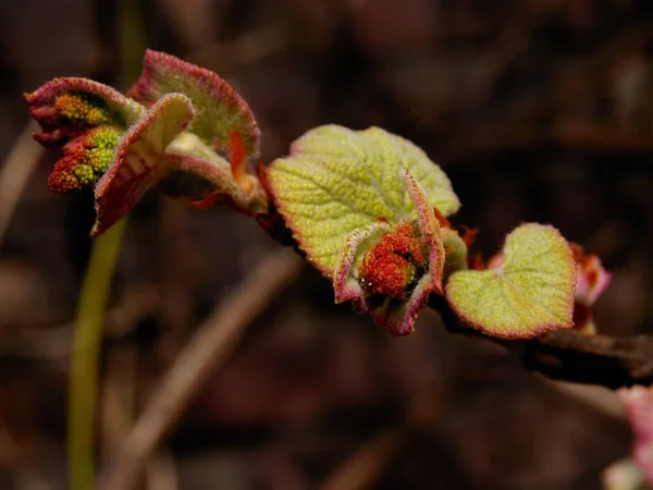 Creeper Aristolochia Macrophylla Birthwort Growing Leaves Flowers Macro — Stock Photo, Image