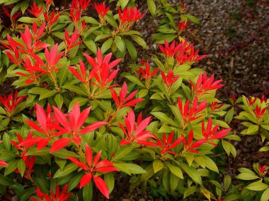 Yeşil ve kırmızı yapraklı piercing çalısı