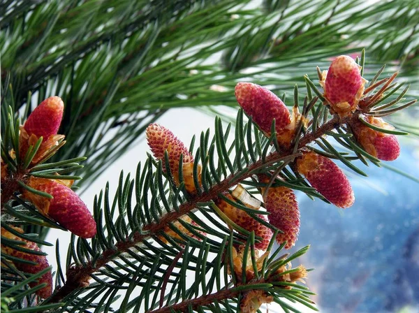 Spruce Coniferous Tree Blossoming Spring — стоковое фото