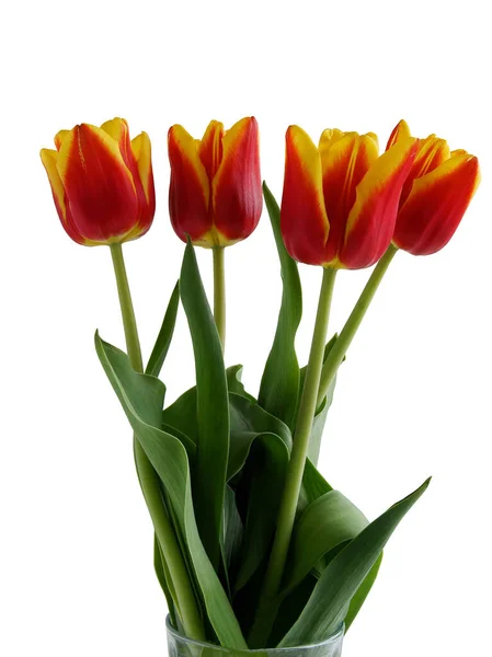 Pretty Tulips Spring Flowers Isolated Close — стоковое фото