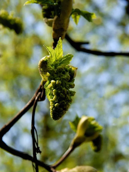 Sycamore Mamle Tree Blossoming Spring — ストック写真
