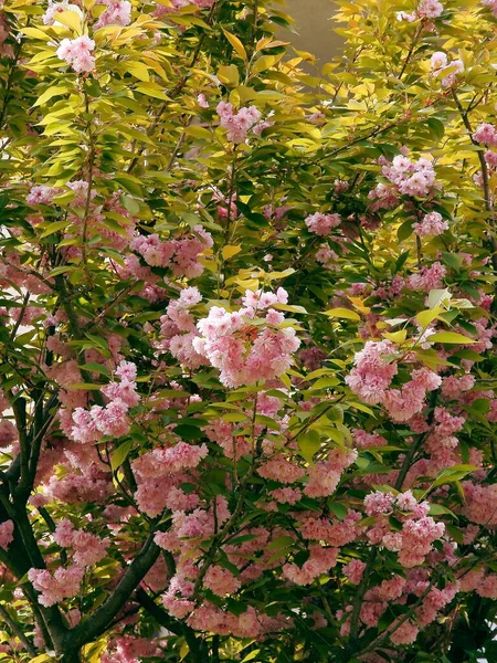 İlkbaharda açan erik serotina ağacının pembe çiçekleri