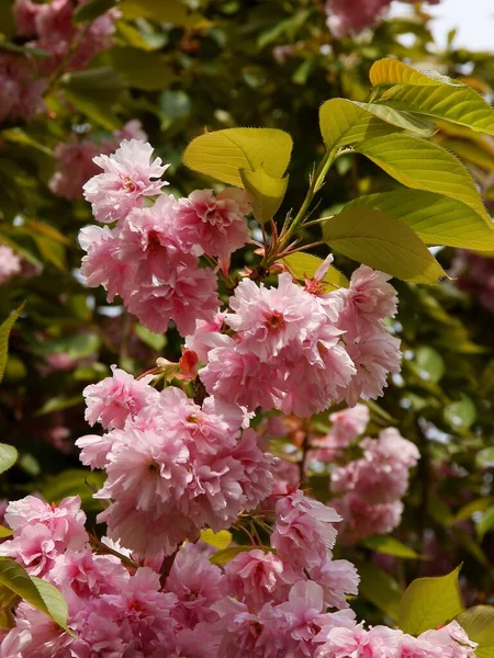 Różowe Kwiaty Drzewa Śliwki Serotina Kwitnące Wiosną — Zdjęcie stockowe