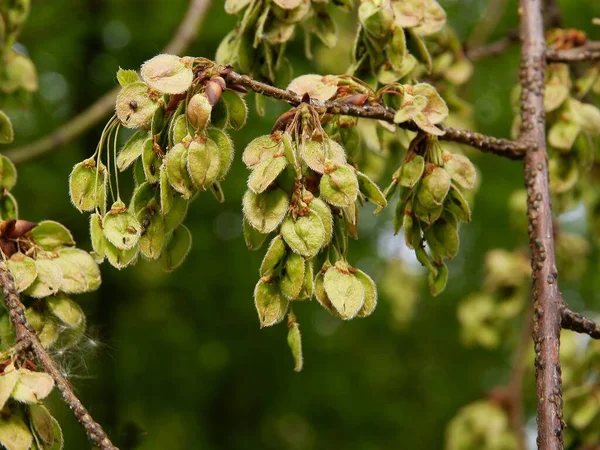 Groeiende Gevleugelde Zaden Van Iepboom Het Voorjaar — Stockfoto