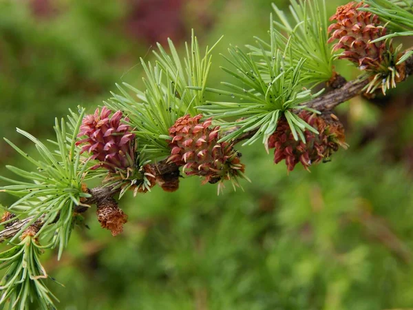 Lärche Mit Wachsenden Blühenden Zapfen — Stockfoto