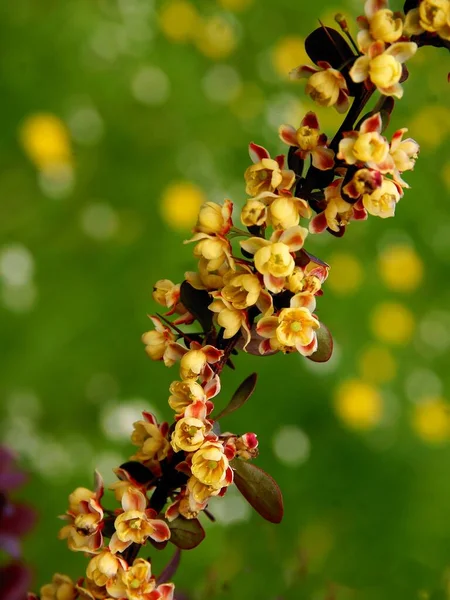 春に小さな黄色のベリスブッシュの花が閉じて — ストック写真