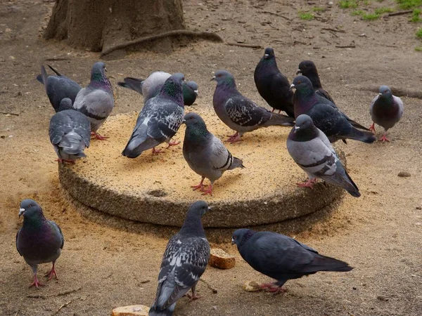 비둘기 공원에서 씨앗을 — 스톡 사진