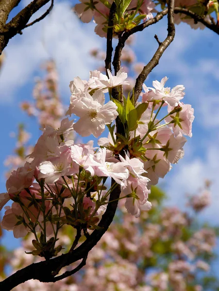 Pink Flowers Prunus Serotina Tree Blossoming Spring — Stock Photo, Image