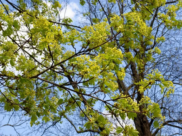 Yellow Flowers Maple Tree Spring — Stock Photo, Image