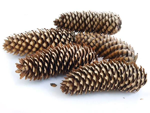 Dry Spruce Cones Seeds Close — Foto de Stock