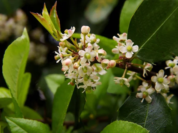 Ilex aquifolium çalılarının beyaz çiçekleri