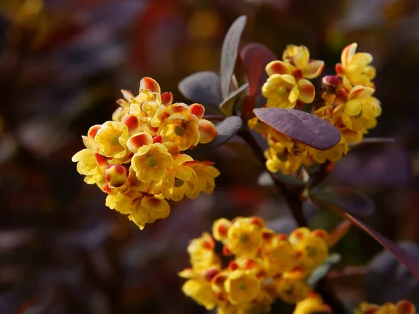Små Gula Blommor Berberis Buske Våren Närbild — Stockfoto