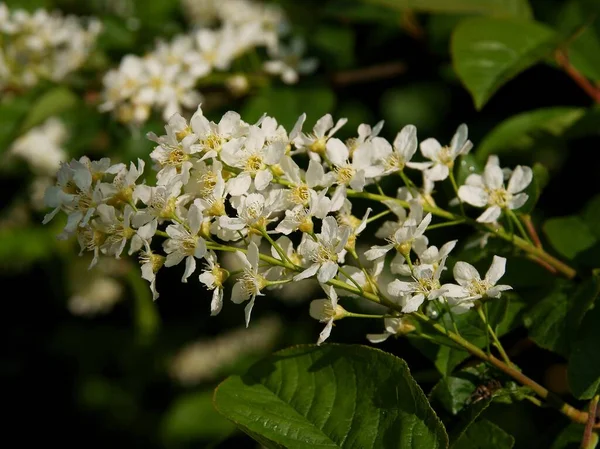 Fleurs Blanches Cerisier Noir Prunus Cerotina Printemps — Photo