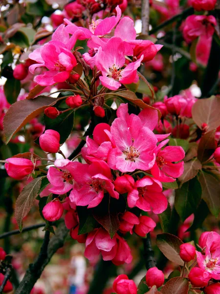 Pretty Pink Flowers Malus Purpurea Tree Close — Zdjęcie stockowe