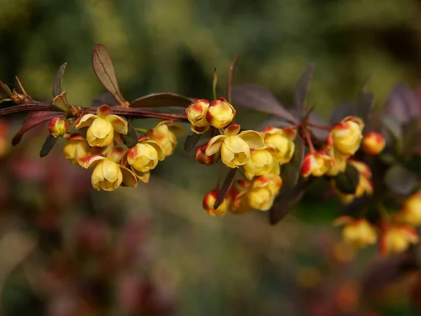 Små Gula Blommor Berberis Buske Våren Närbild — Stockfoto