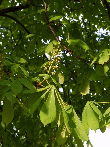生长着花蕾和春天绿叶的栗树 — 图库照片