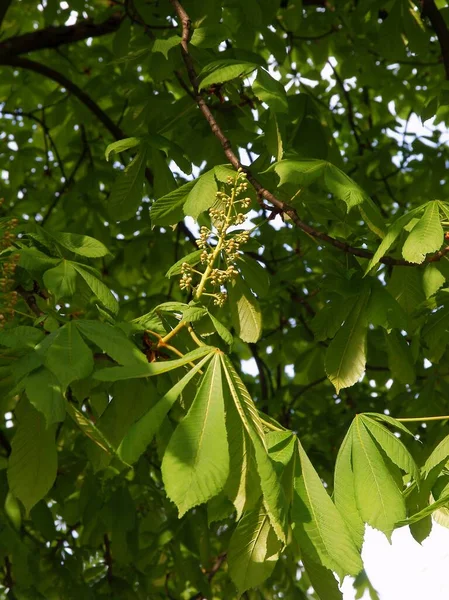 Châtaignier Avec Bourgeons Floraux Croissance Feuilles Vertes Printemps — Photo