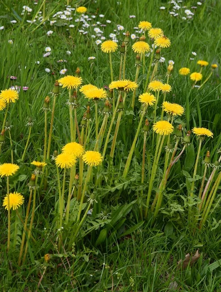 Dandelions Yellow Flowers Meadow Spring — Stockfoto