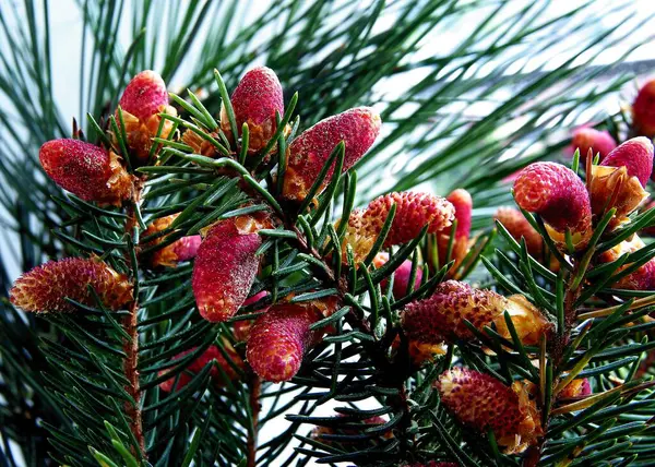 Spruce Coniferous Tree Blossoming Spring — Fotografia de Stock