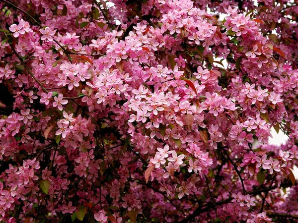 Pink Flowers Crab Apple Malus Purpurea Tree Spring — Foto de Stock