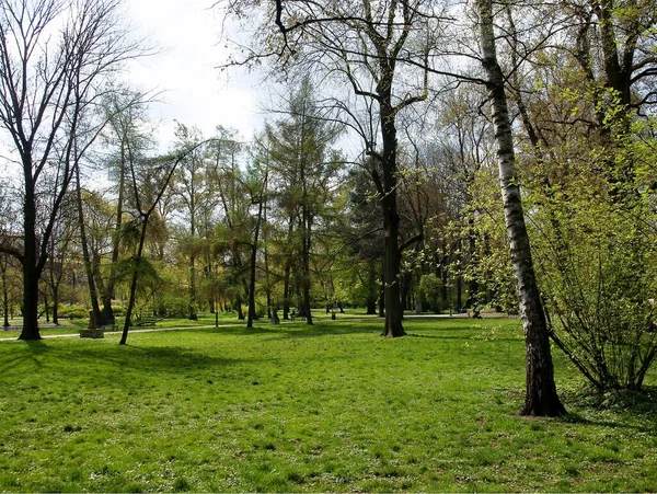 Lkbaharda Doğanın Ağaçların Çeşitli Manzaraları — Stok fotoğraf