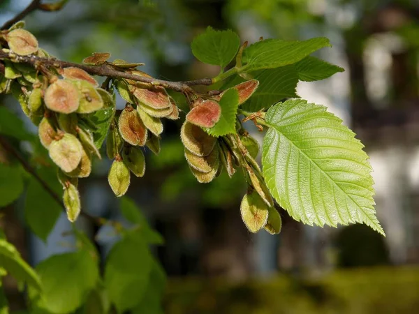 Growing Winged Seeds Elm Tree Spring — Photo
