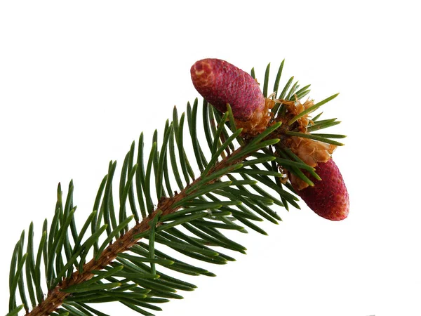 Spruce Coniferous Tree Blossoming Spring — Stockfoto