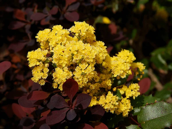 Żółte Kwiaty Krzewu Mahonia Wiosną — Zdjęcie stockowe