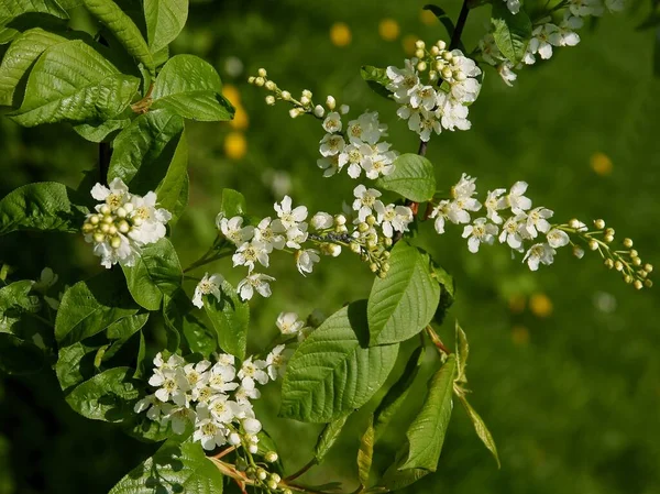Белые Цветы Черной Вишни Чернослив Весной — стоковое фото